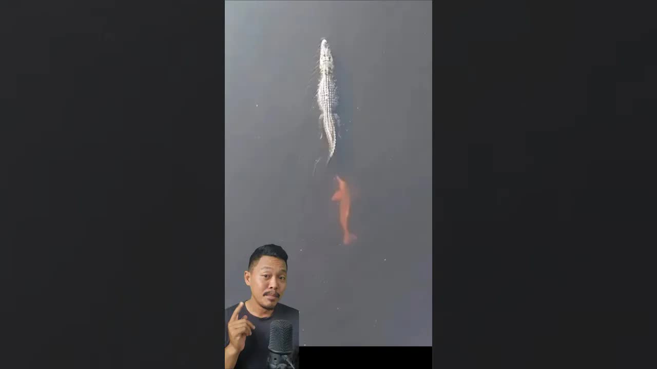 ความจริงเรื่องโลมาสีชมพูในแม่น้ำอเมซอน