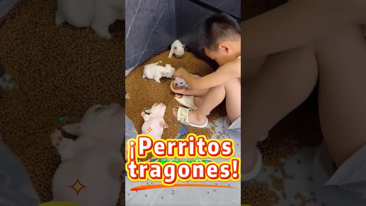 Un niño y sus perritos comen demasiado