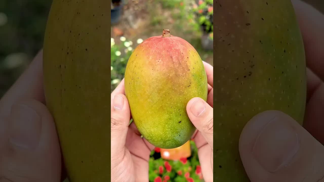Cuba Gamis Mangga Boleh Kupas Ini