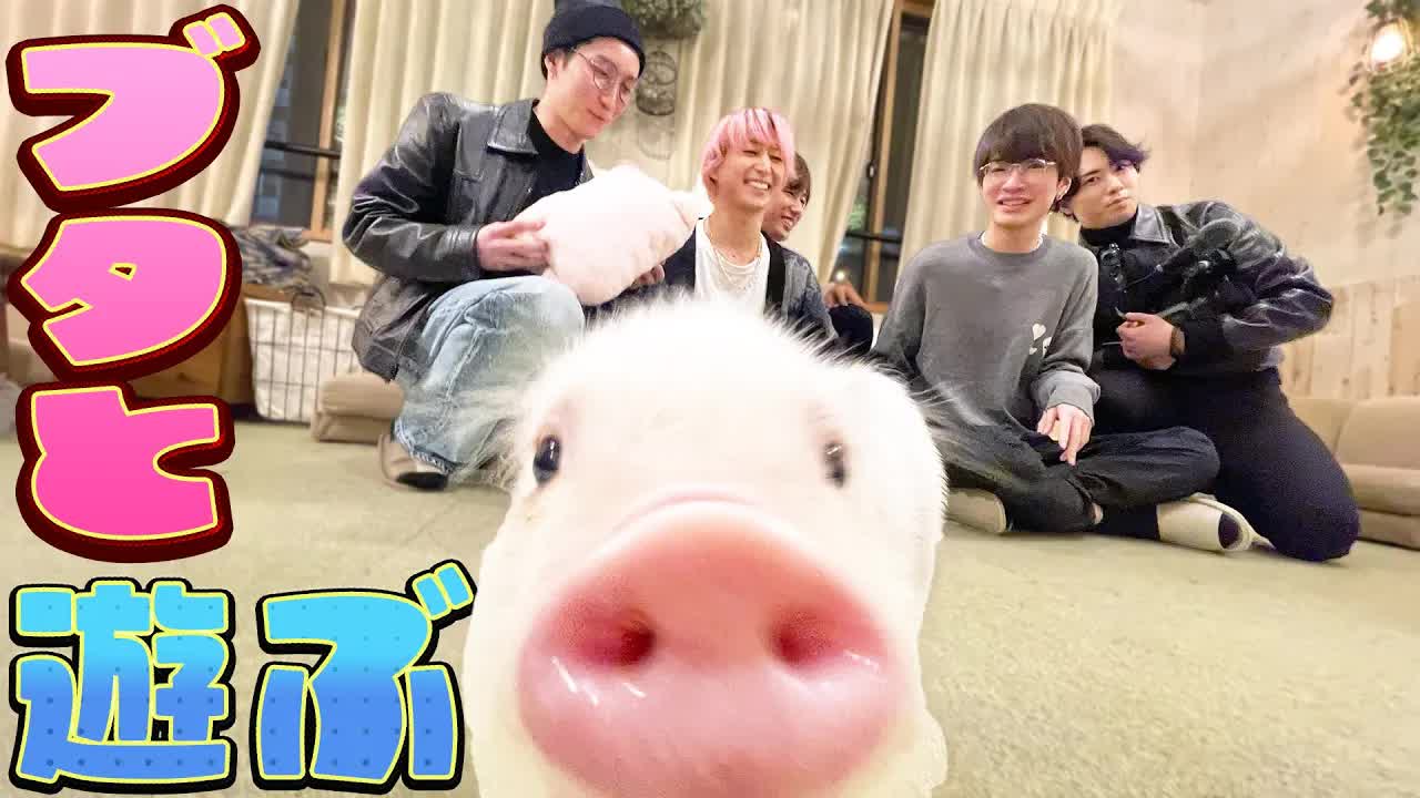 マイクロブタと触れ合う癒しの時間