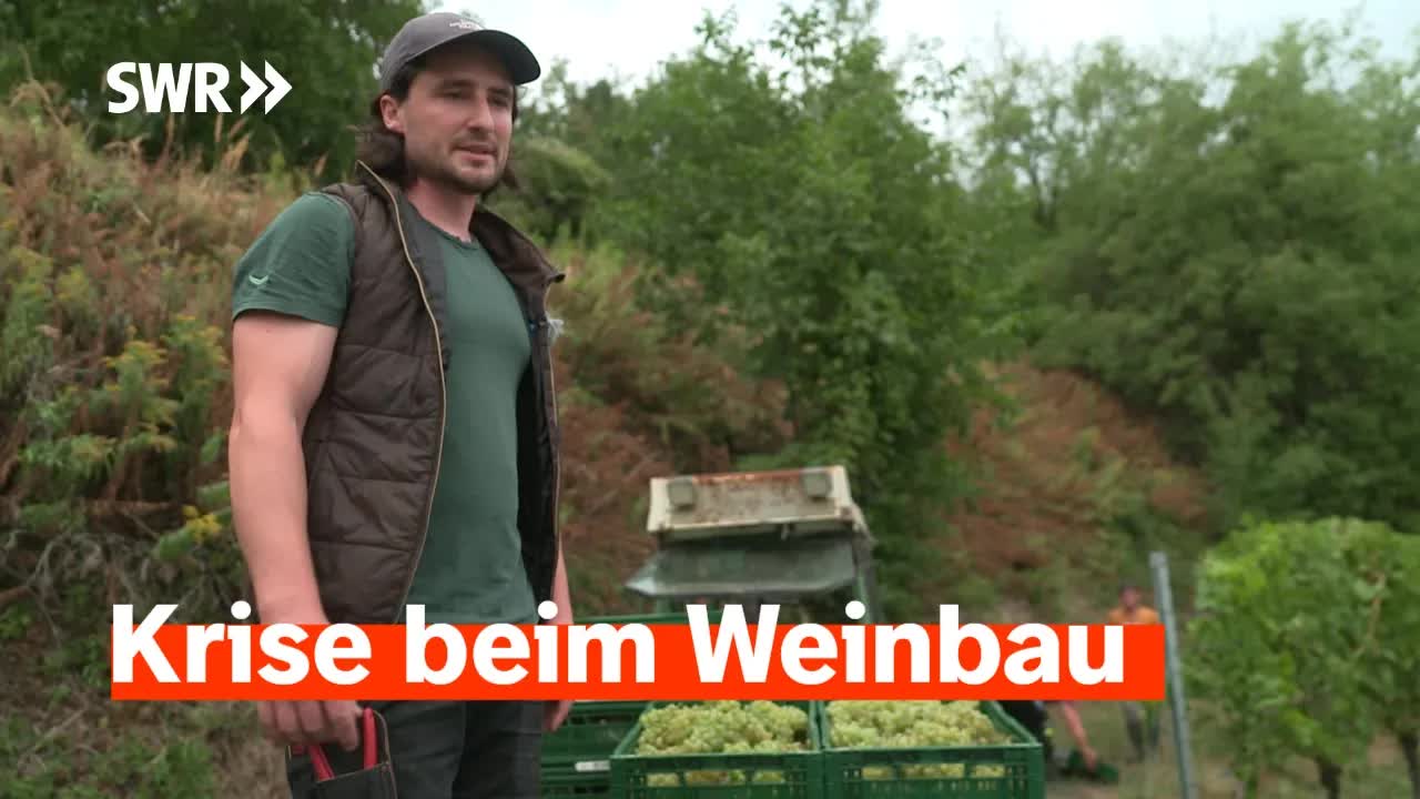 Weinbau: Kostenexplosion und Klimawandel