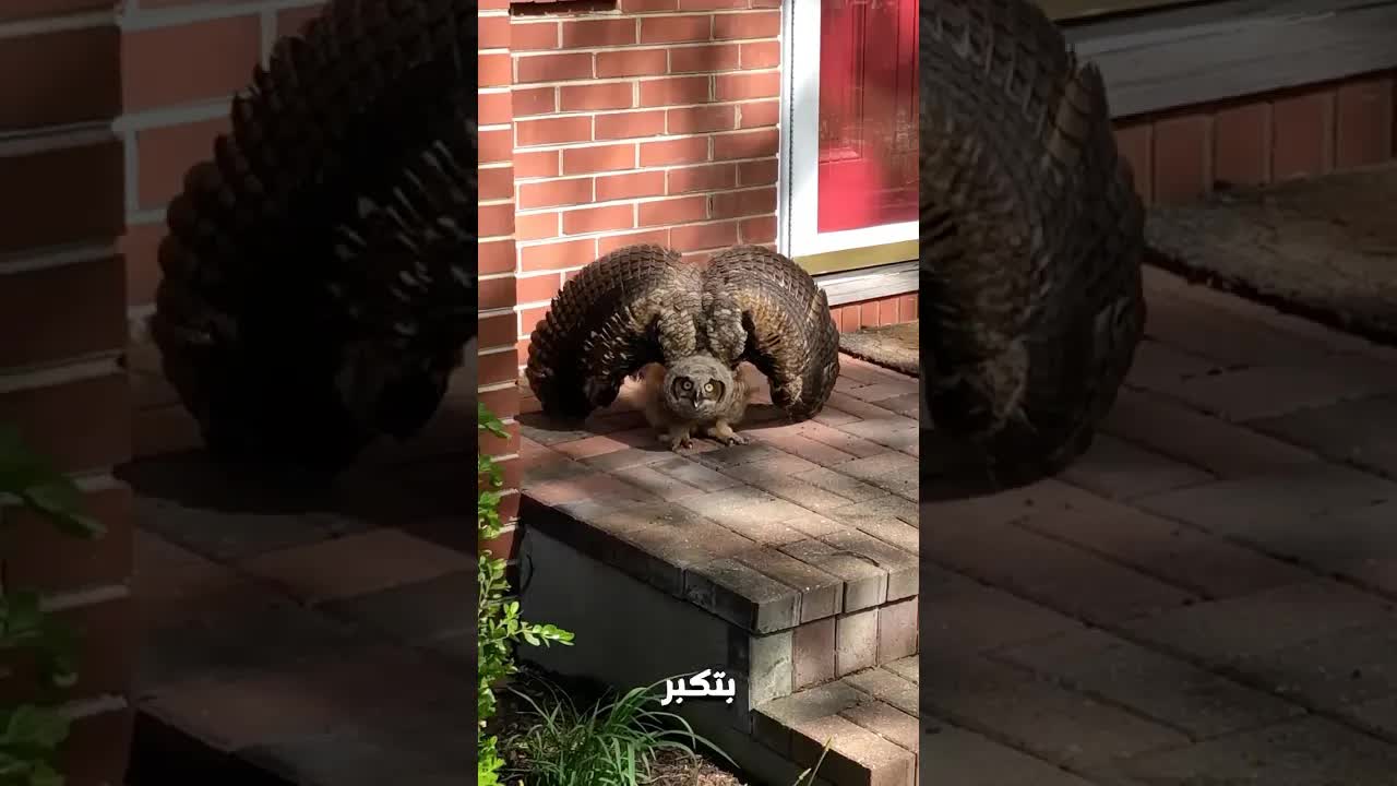 أغرب 5 حيوانات بتكبر وقت الخطر