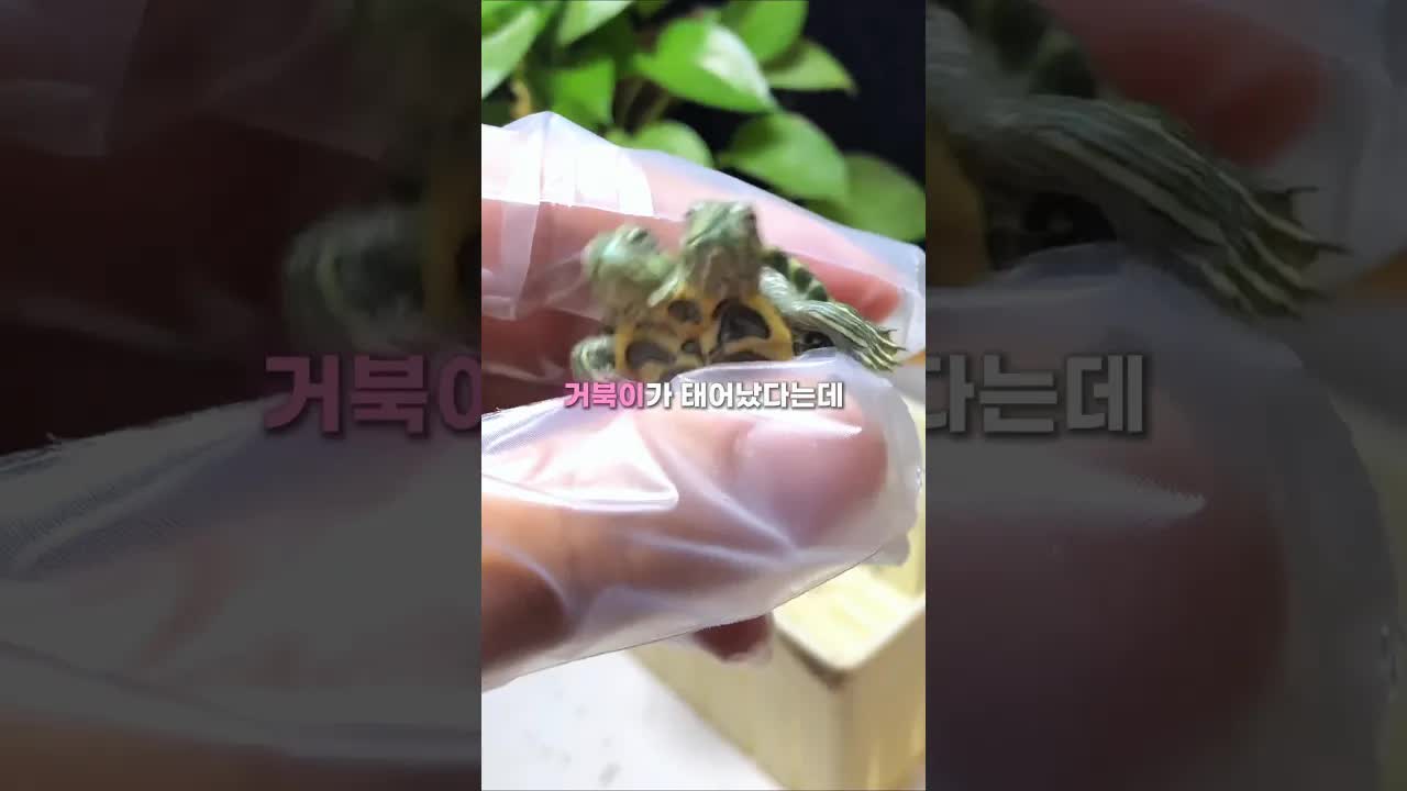 두 개의 머리를 가진 귀여운 거북이