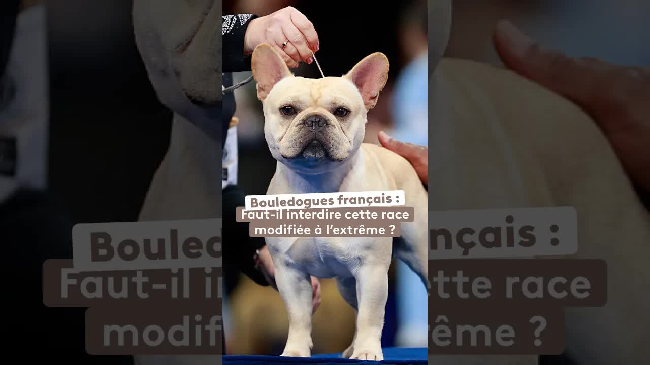 Faut-il interdire l'élevage des bouledogues ?