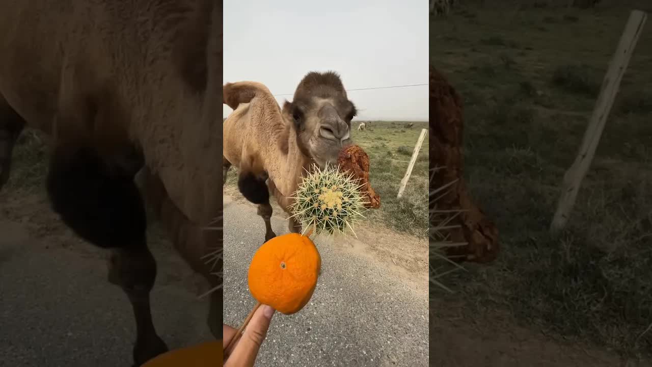كيف يأكل الجمل الأشواك دون أن ينزف؟