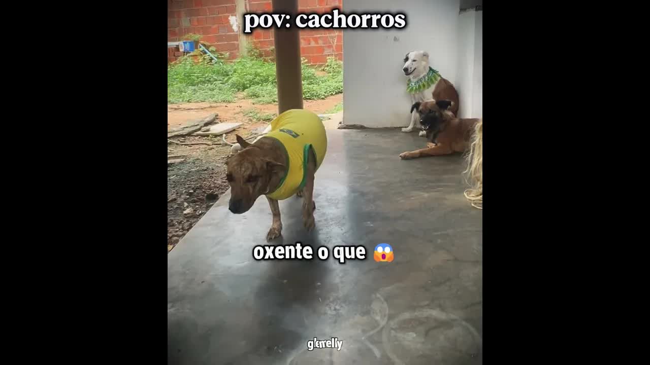 Cachorros convocados para a seleção brasileira