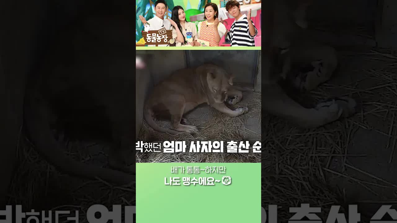 아기 사자, 보호사의 손에서 태어나다