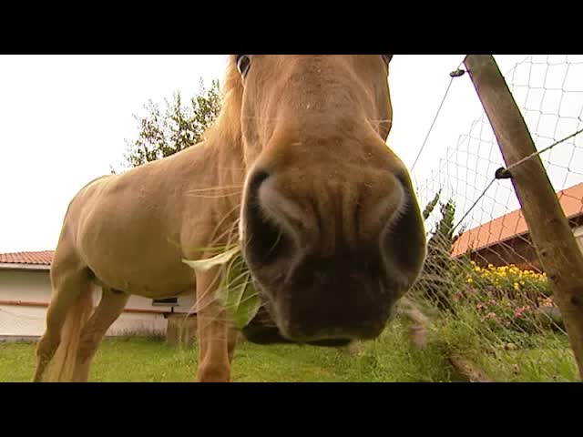 Tiere auf dem Bauernhof der Familie Lecks