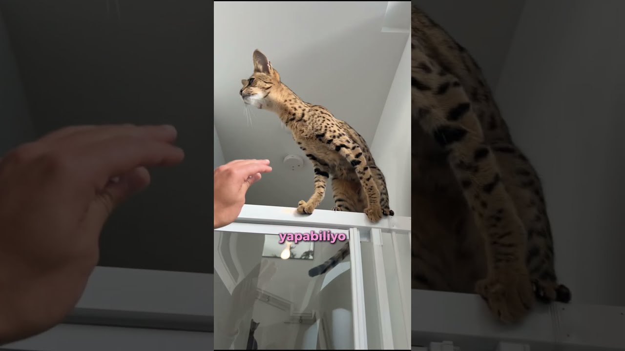 Kedi Tarçın İçin Merdiven Kapısı İnşa Edildi