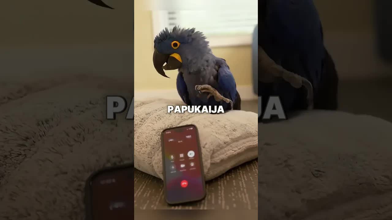 Papukaija ja tekoäly puhuvat kieliä