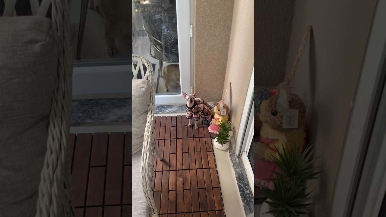 Kedi Balkona İşeyince Oluşan Kaos