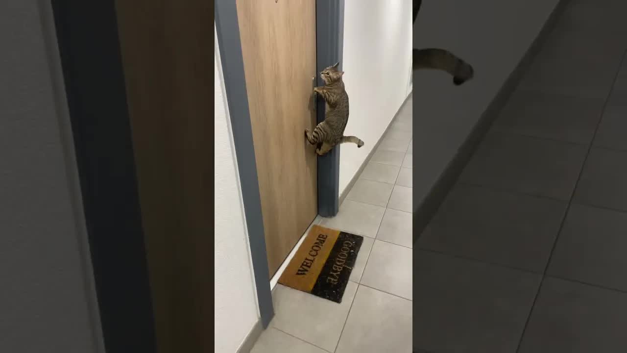 Mon chat pressé de rentrer à la maison