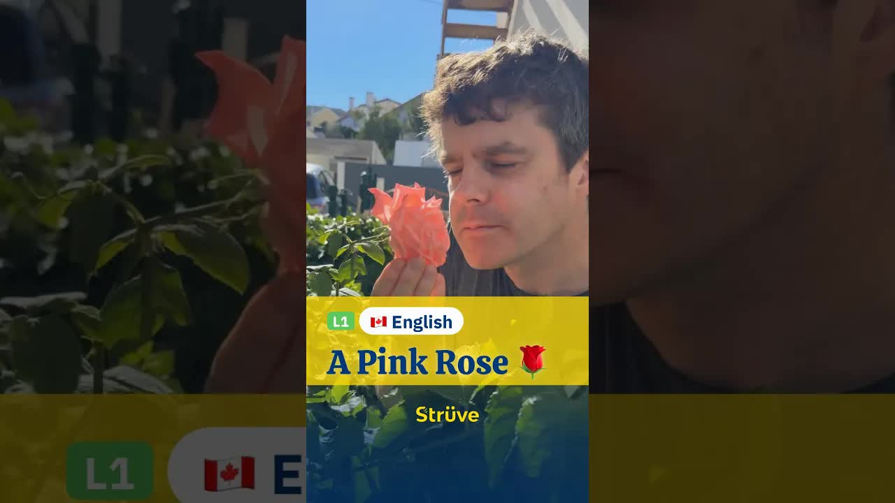 Learning To Describe A Pink Rose In English