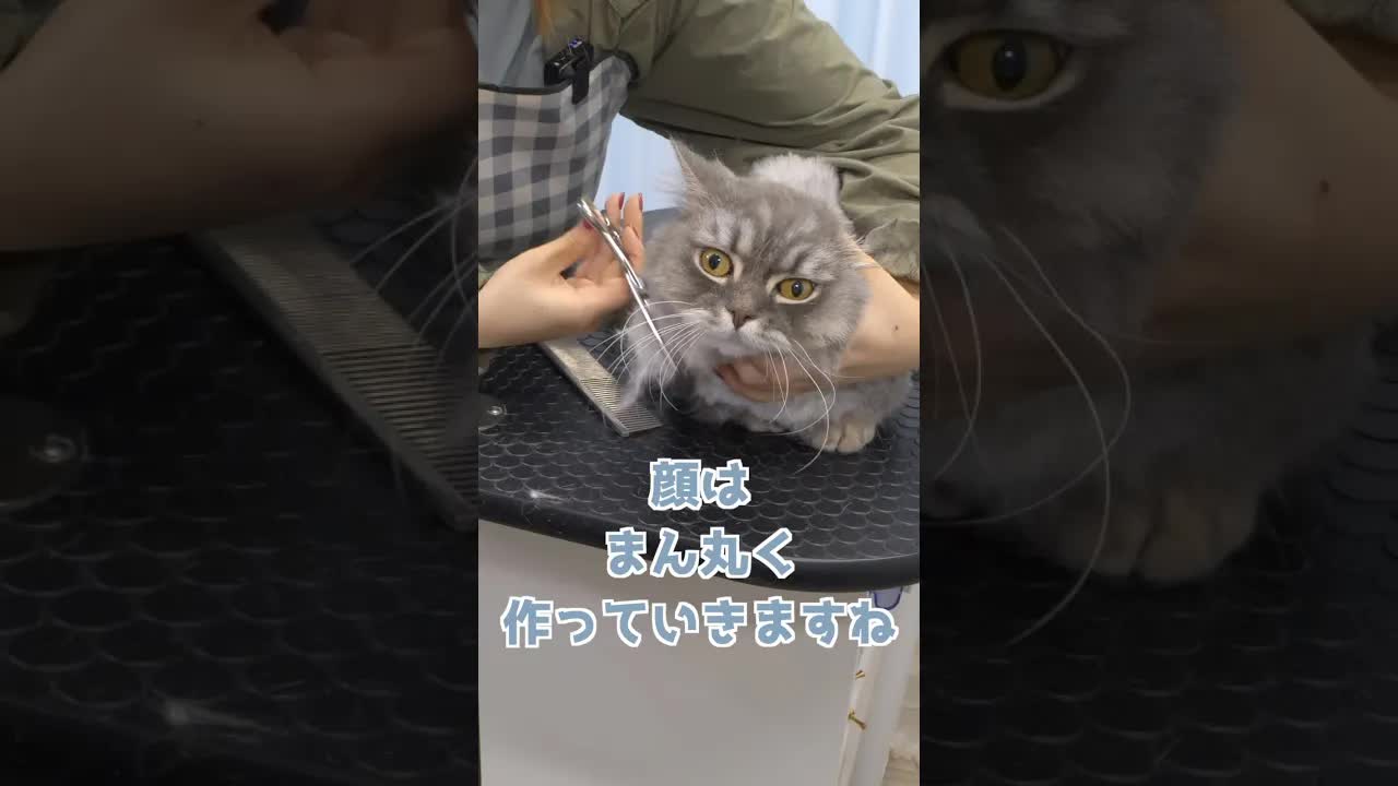 猫サロンでのラムくんトリミング風景