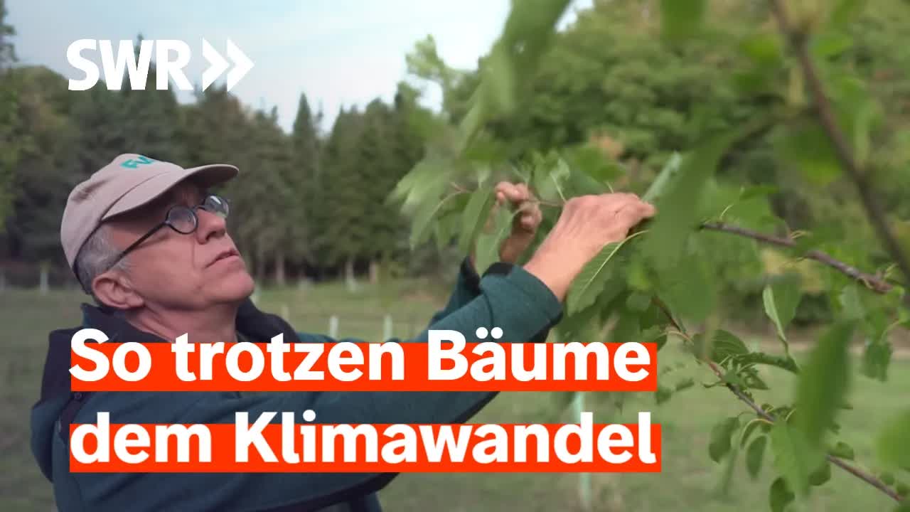 Wald der Zukunft: Bäume gegen Klimawandel