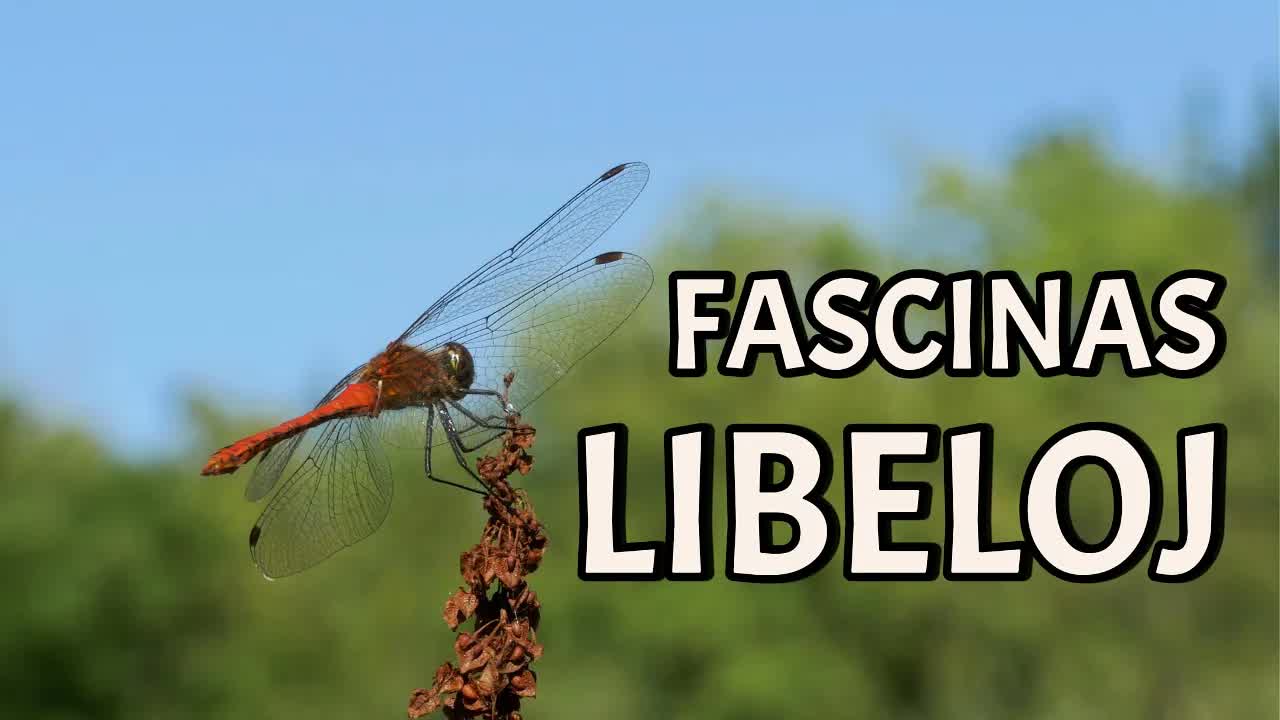 Fascinaj Libeloj: Flugantaj Predantoj de la Naturo