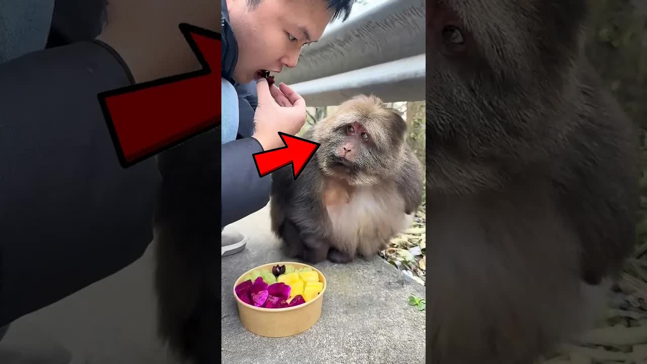 قصة القرد الخجول والرجل الطيب