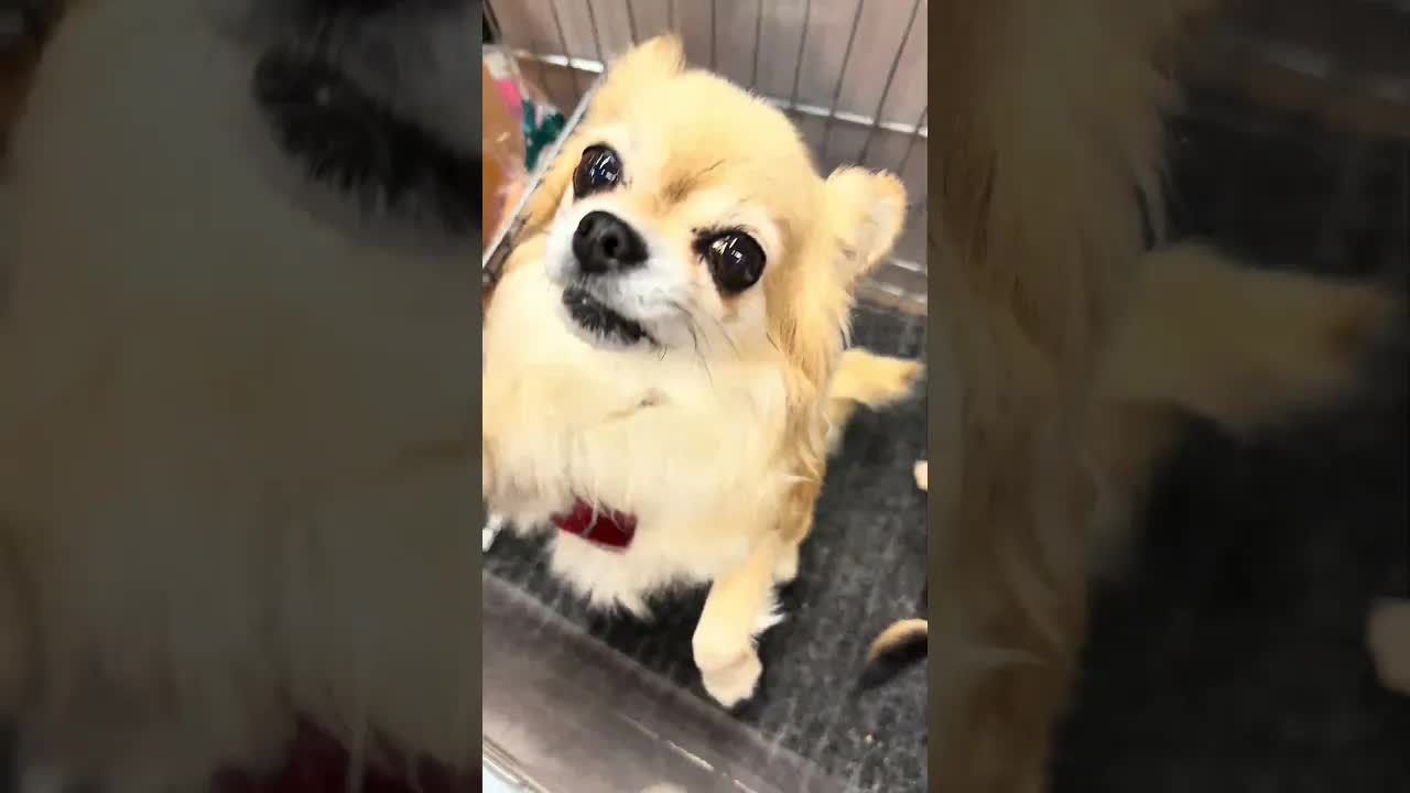 Chihuahua ja omistaja kaupassa ostoksilla