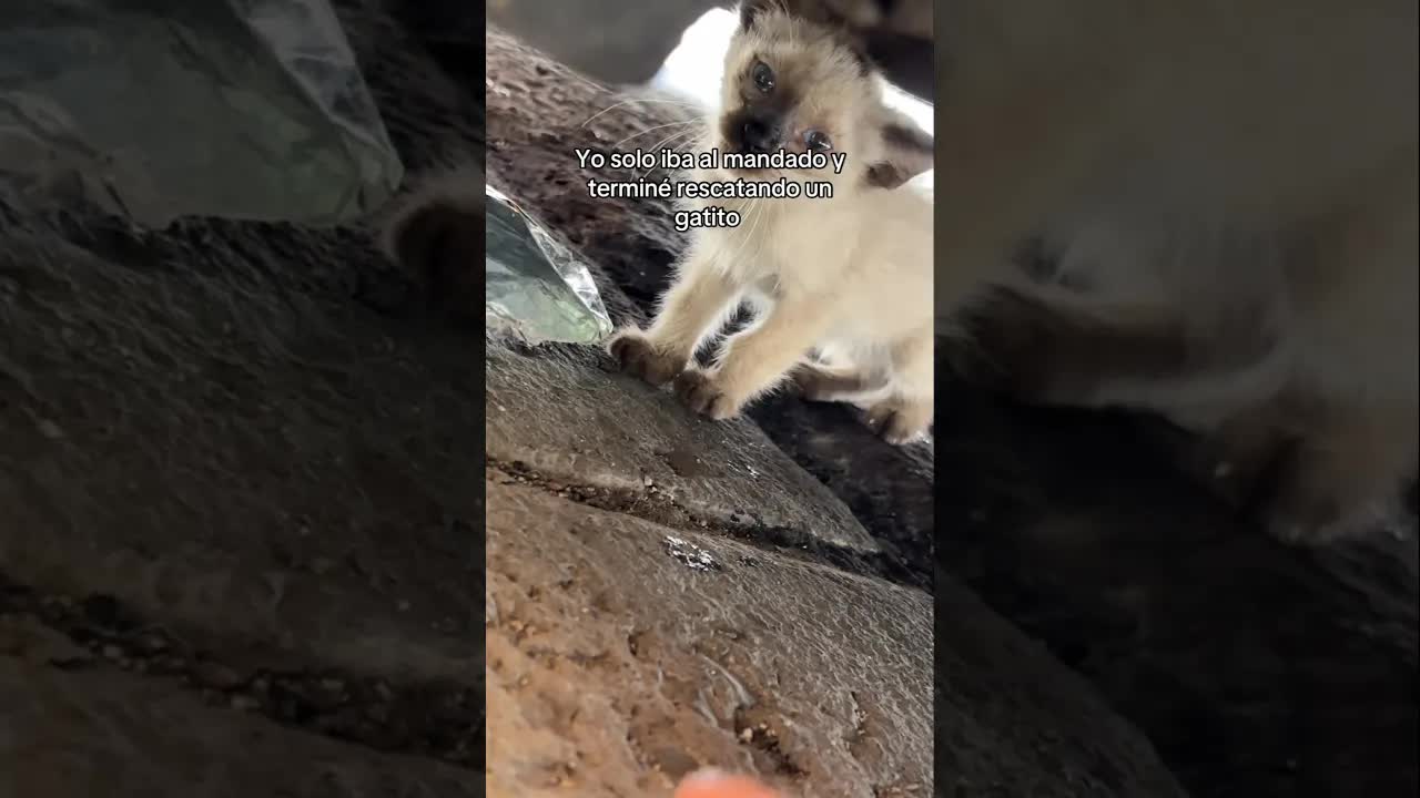 Cómo rescaté a un gatito abandonado