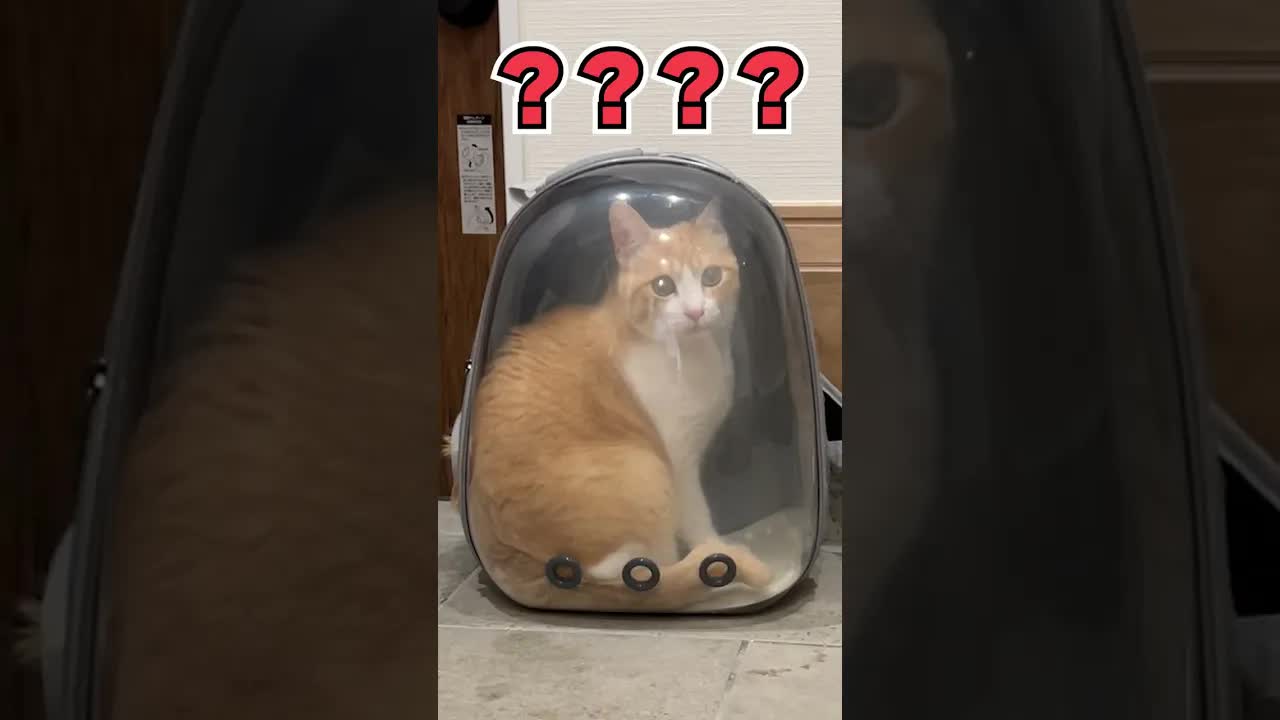猫の脱走防止とロビンの行動