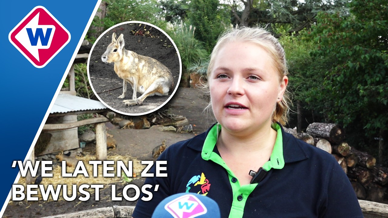 Drie mara's ontsnapt uit Avifauna