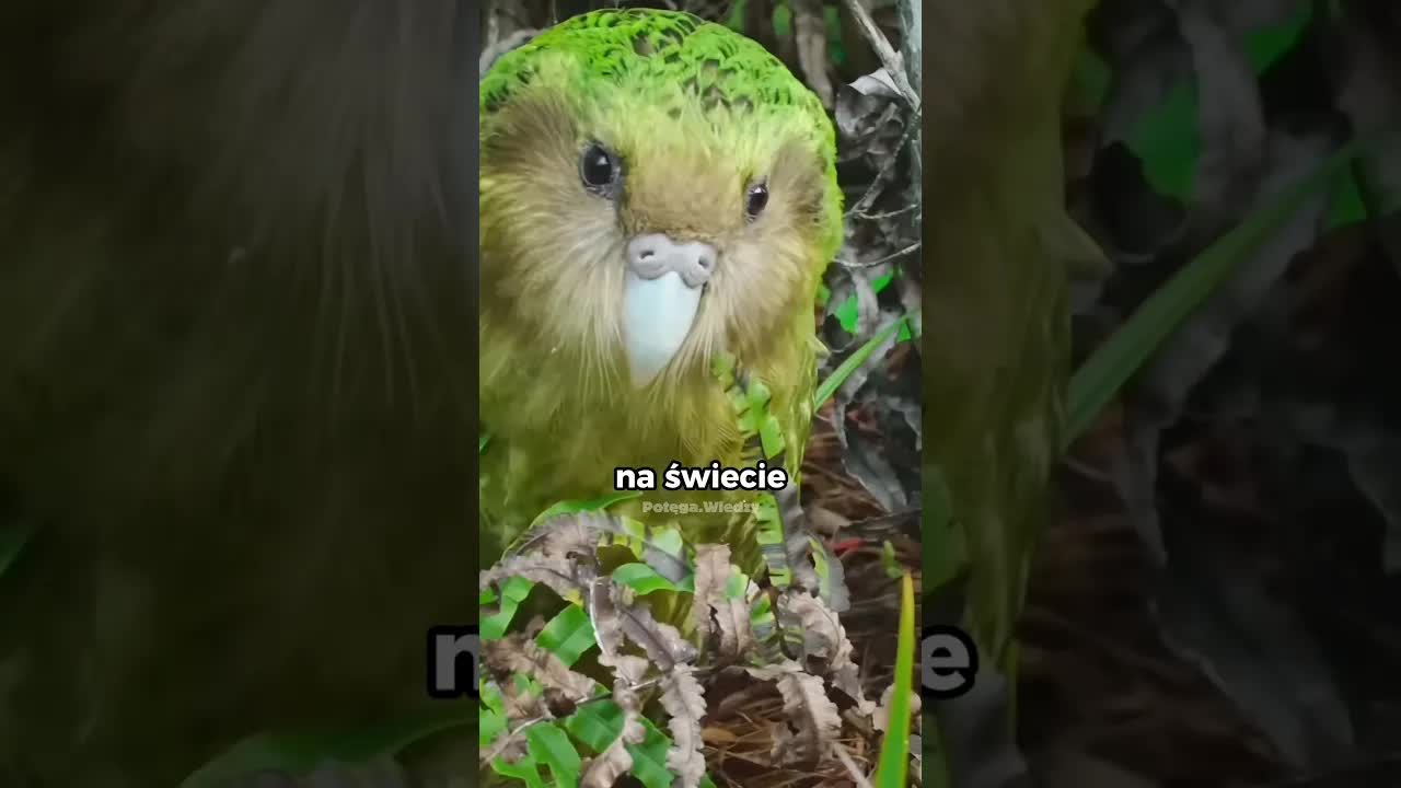 Jedyna nielotna papuga na świecie