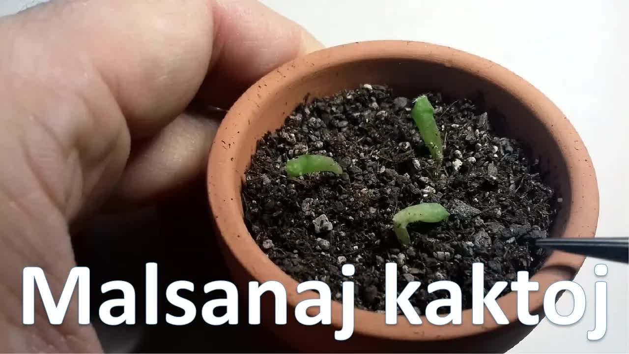 Miaj kaktoj malsanas: Plibonigo aŭ malpliiĝo?