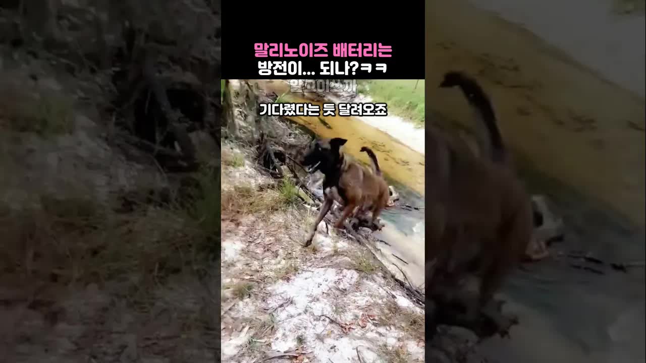 에너자이저 말리노이즈, 주인만 보면 달려온다