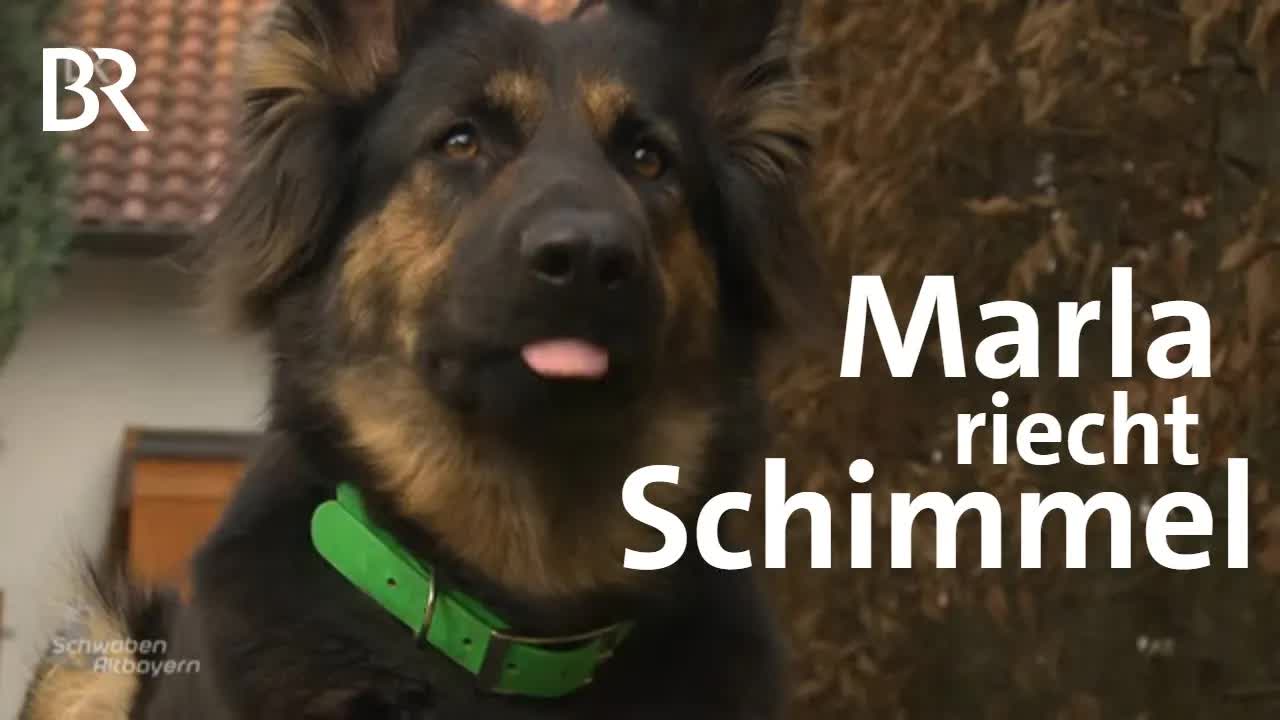 Spürhund sucht Schimmel im Haus