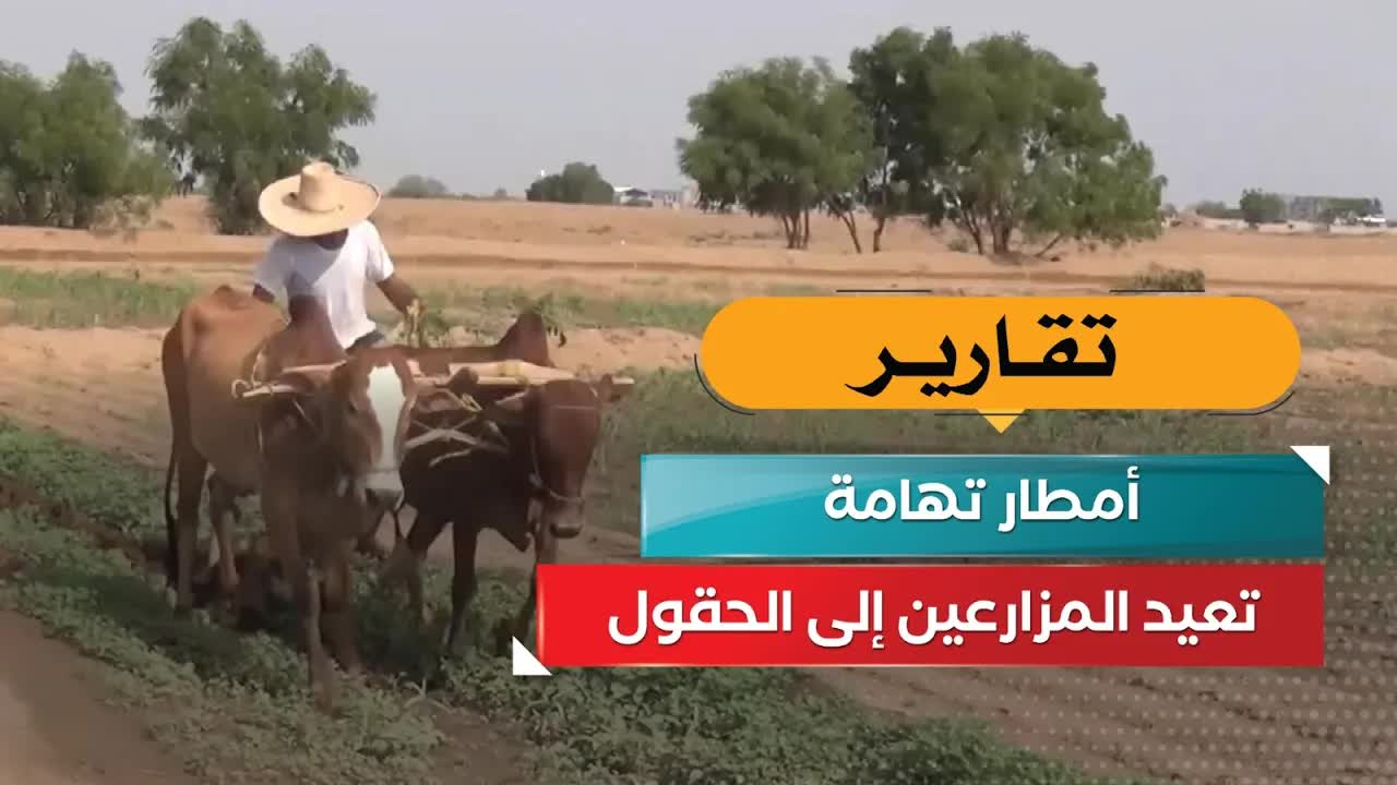 أمطار تهامة تعيد الحياة للمزارعين اليمنيين