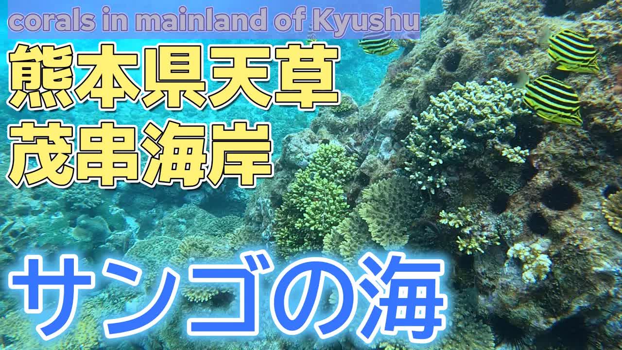 茂串海水浴場でシュノーケリング体験記
