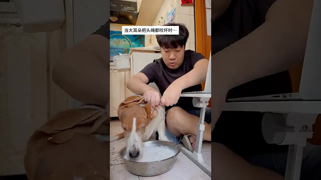 Köpeğimin Kulaklarını Çitiledik