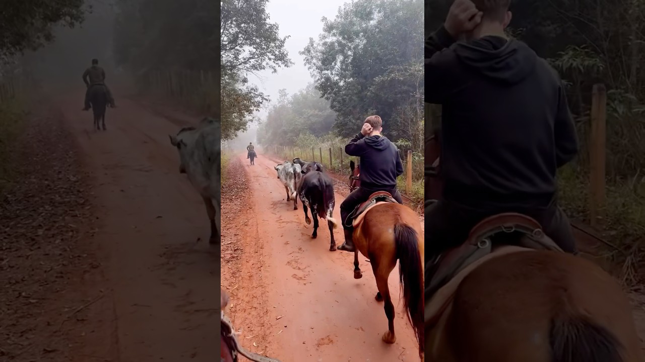 Buscando a novilha que fugiu para o pasto do vizinho