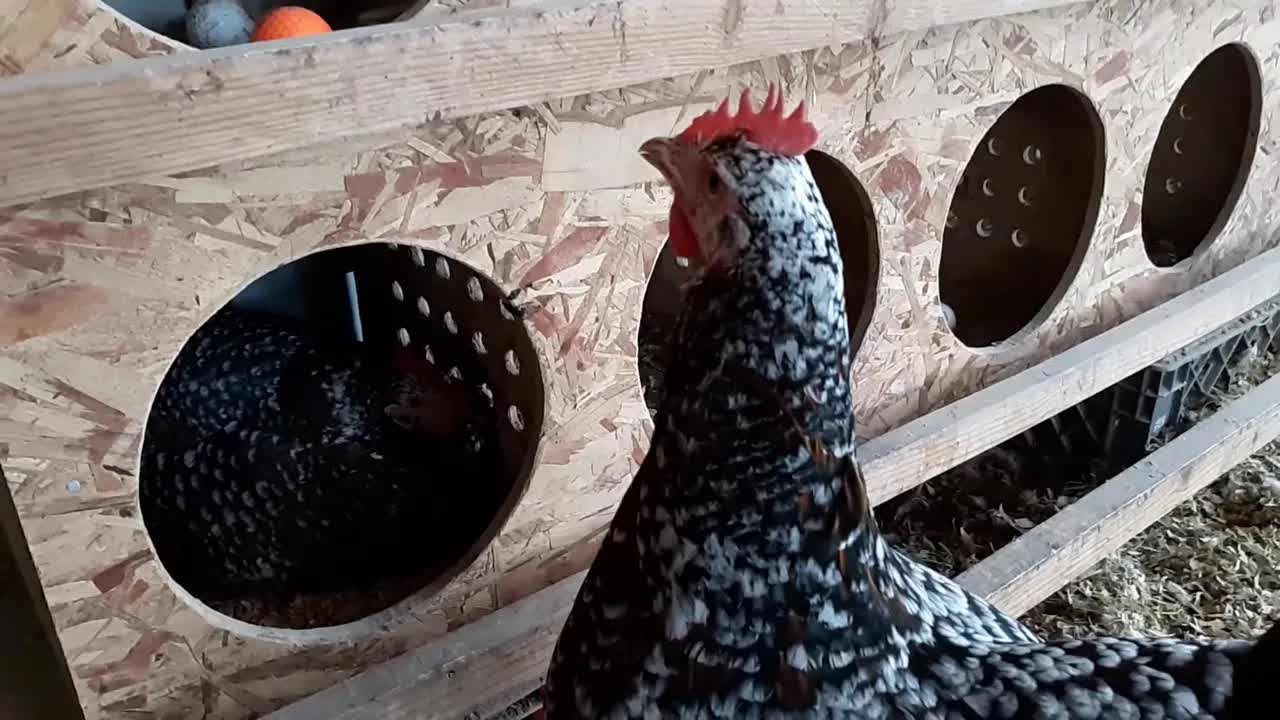 母鸡要在哪里下一个鸡蛋
