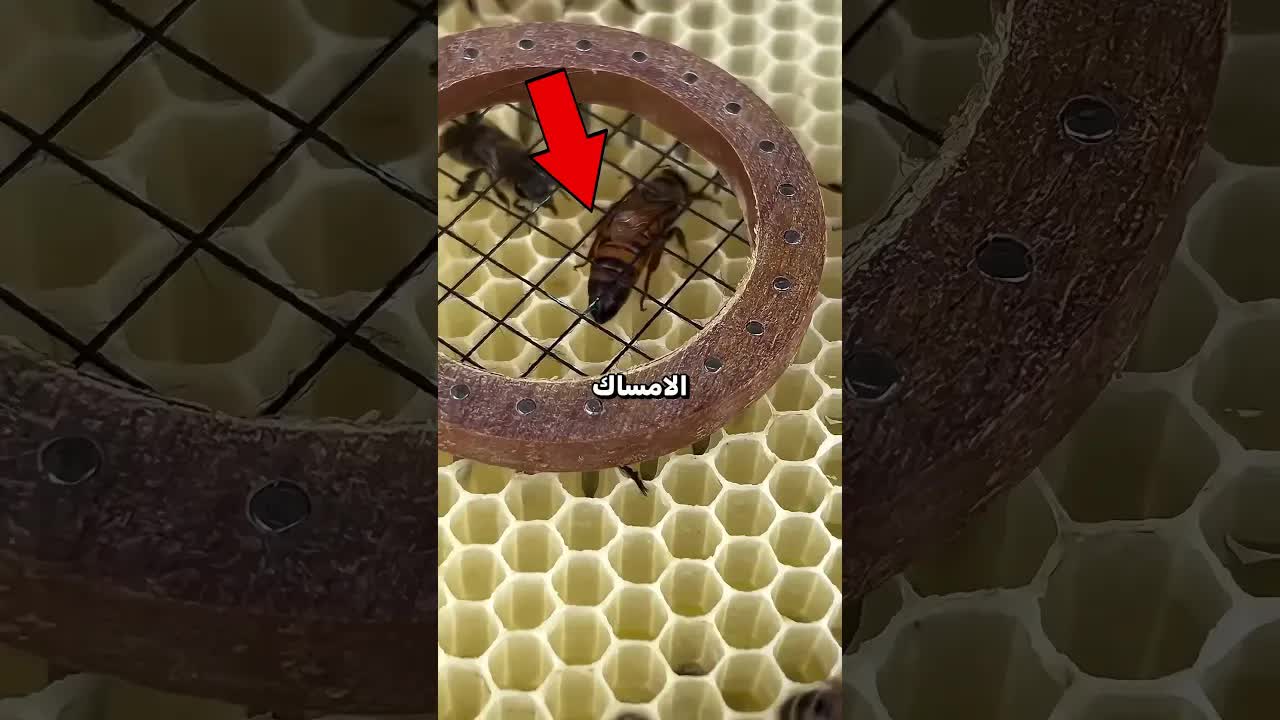 العثور على ملكة النحل ووضع علامة زرقاء عليها