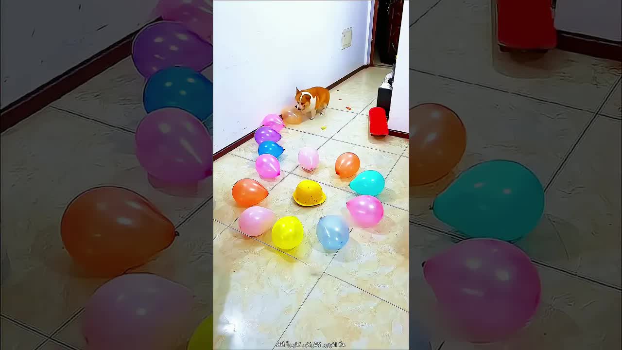 تحدي غريب مع كلب أخته