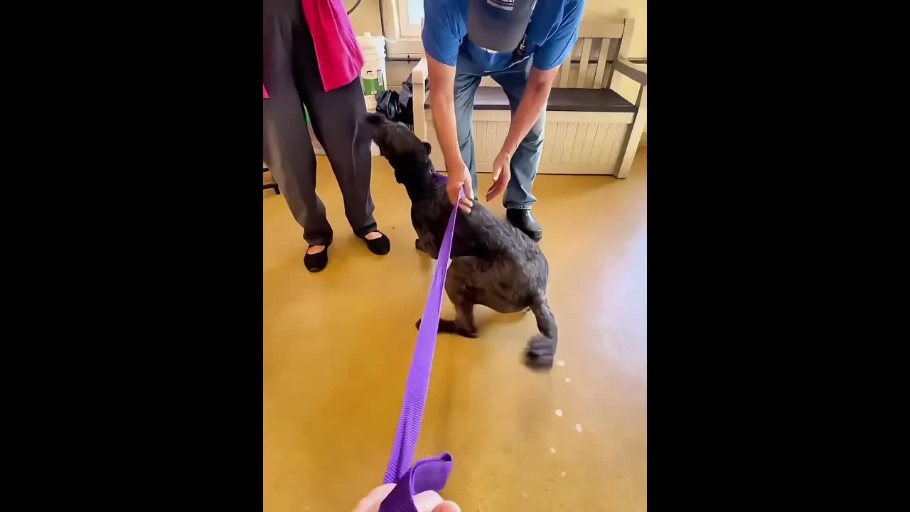 Dog Gets Adopted – Emotional Reunion Moment