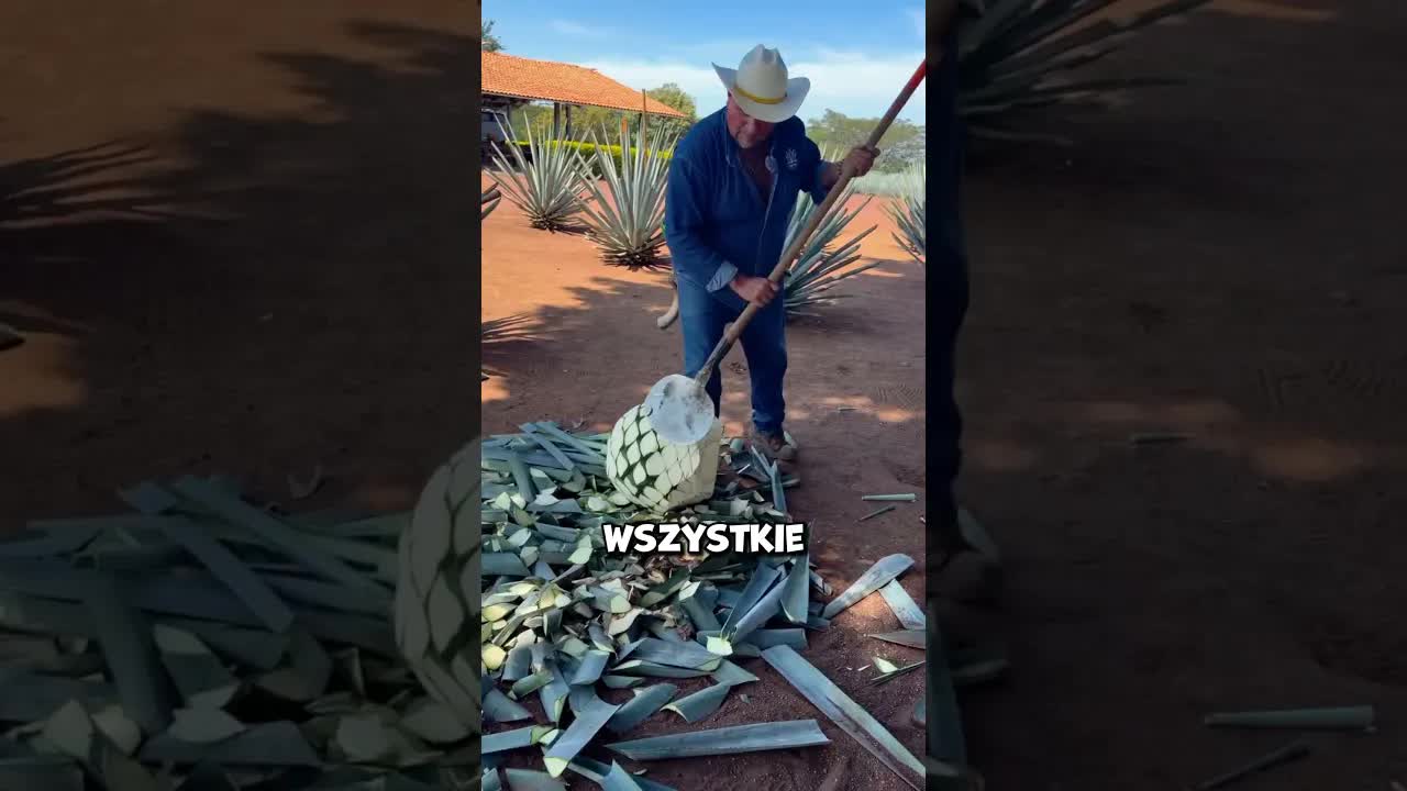 Jak powstaje tequila z agawy