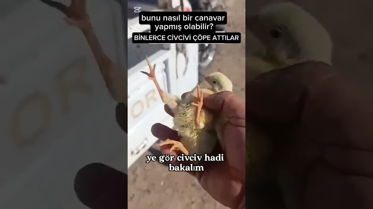 Canlı Civcivlerin Çöpe Atılmasına İsyani Görüntüler