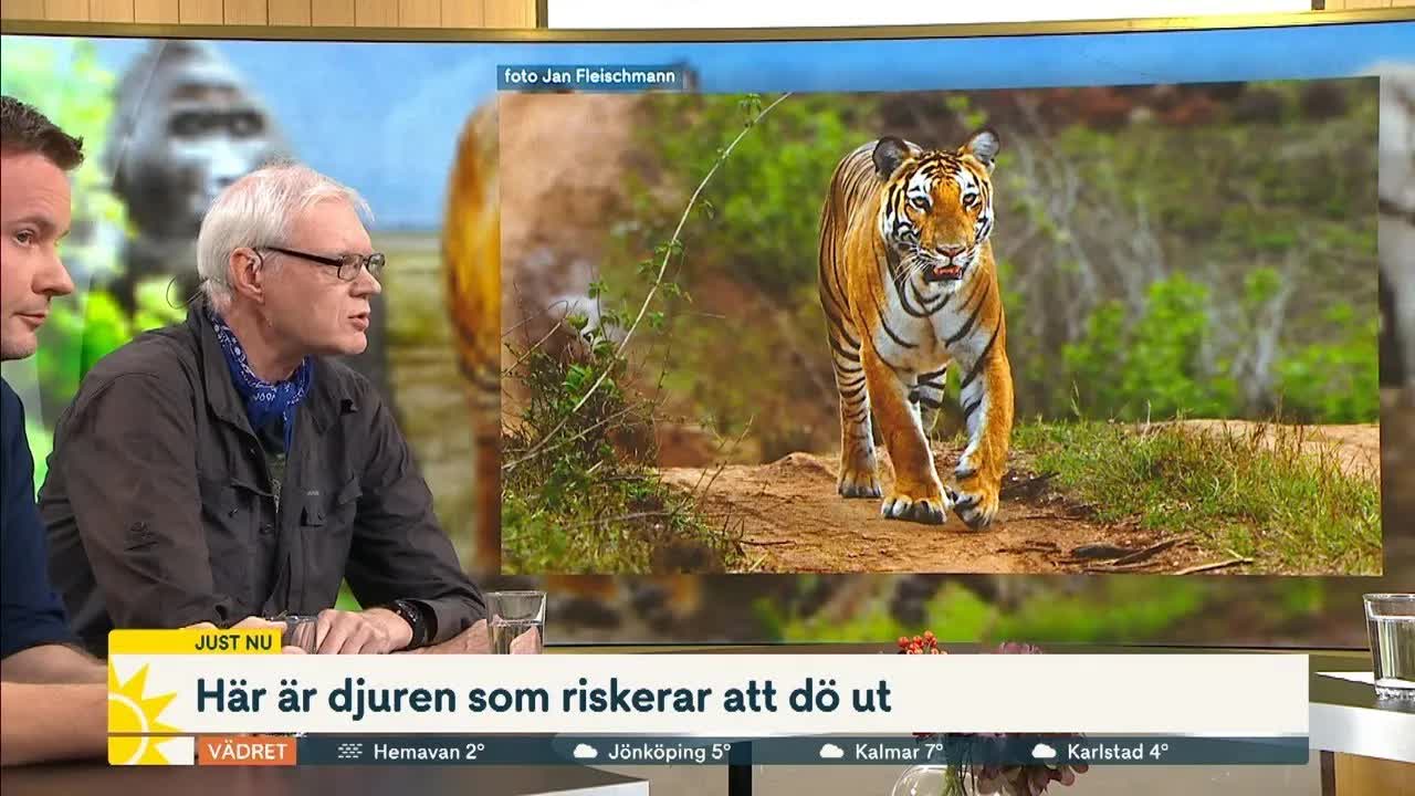 Arter utan framtid: David Bernvi om utrotningen