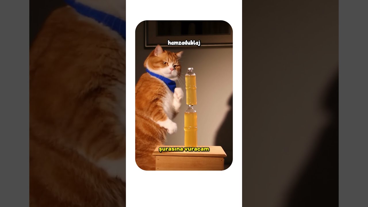 Amatör Karateci Fanmade Dublaj