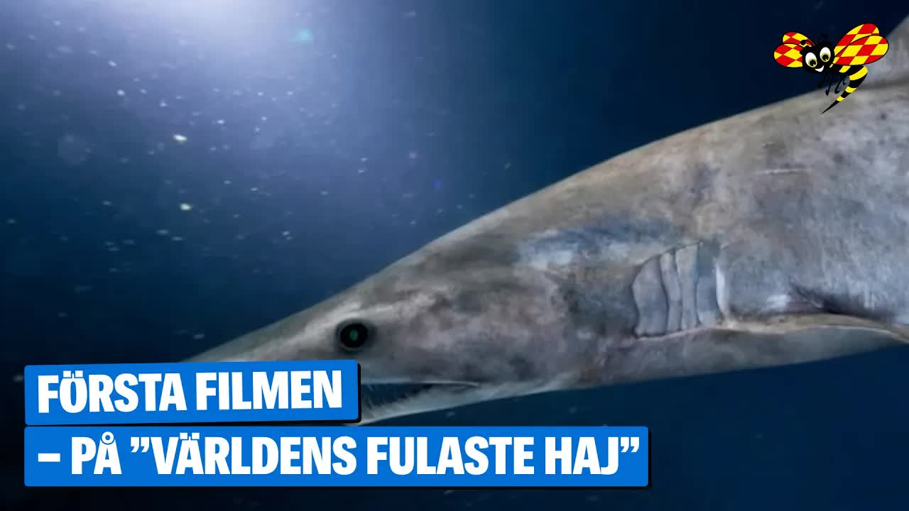 Världens fulaste haj fångad på film