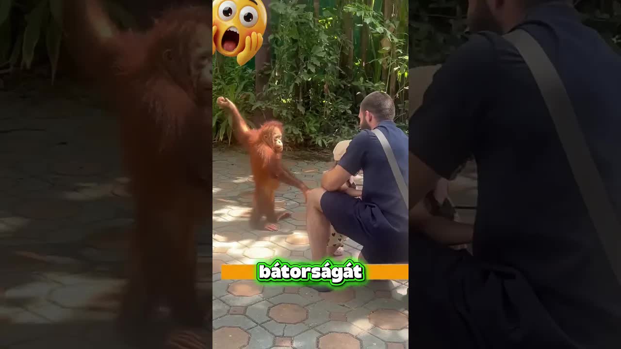 A kislány és a bébiemó találkozása az állatkertben