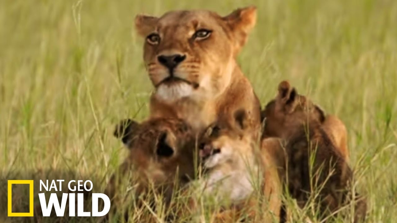 Les lionceaux et leur mère au bord du lac