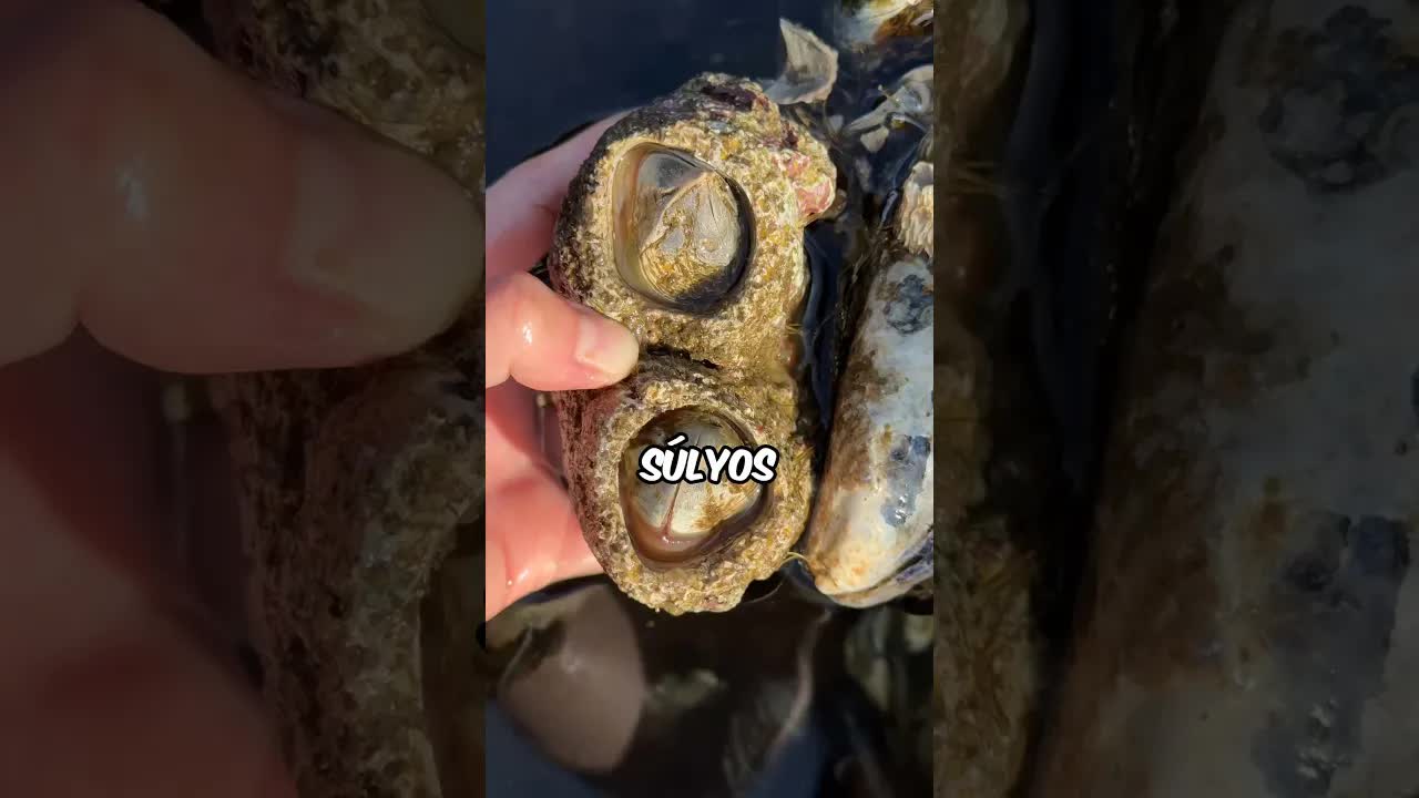Valójában mi ez a parazita a delfin farkán?