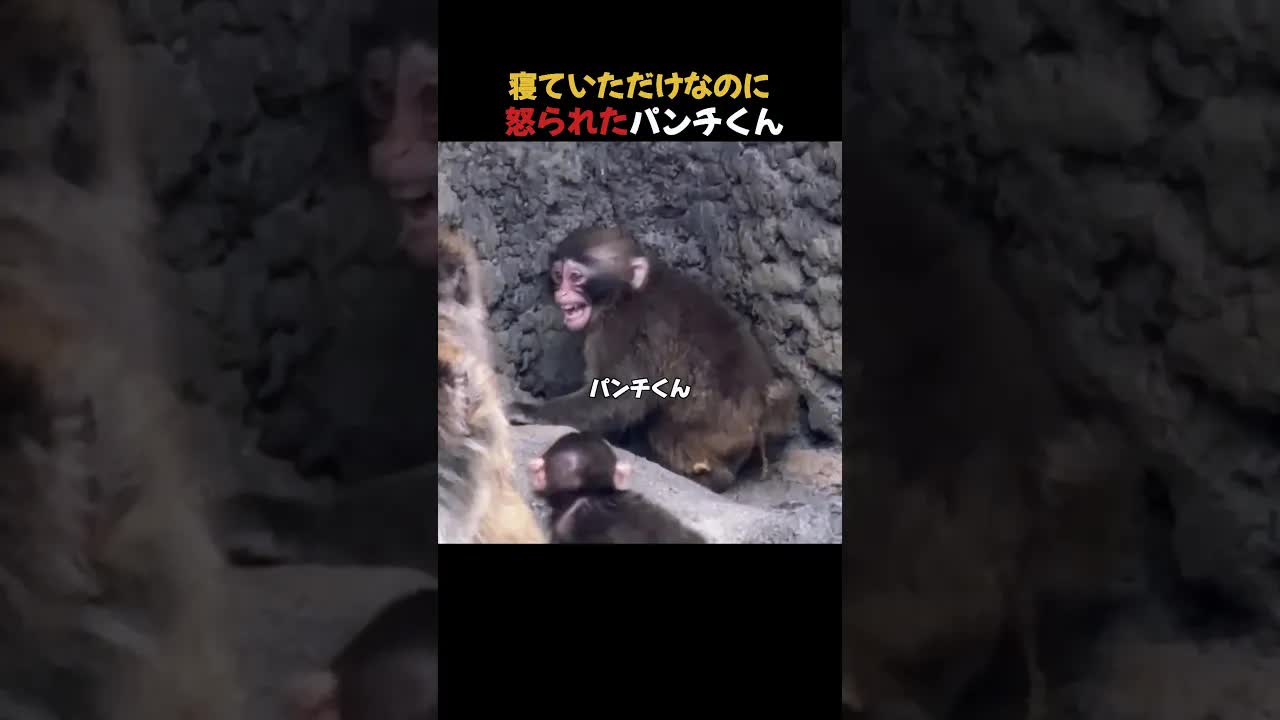 寝ていただけなのに怒られたパンチくんの一日