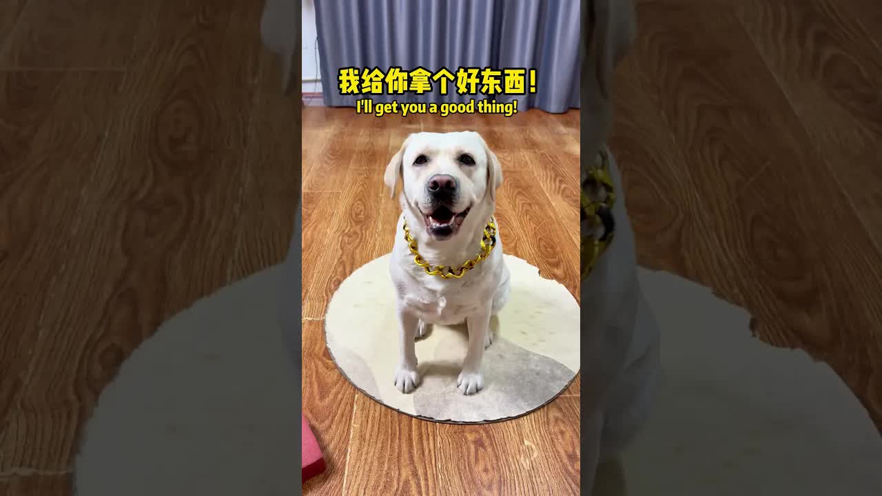 胖圓表演狠活看穿小把戲