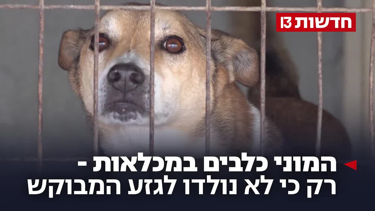 כלבים גזעיים, מעמד חברתי וכלבים שנשארים במכלאות