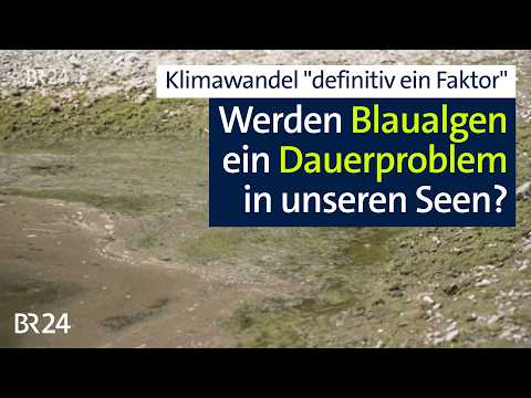 Blaualgen in der Donau: Klimawandel-Folge?