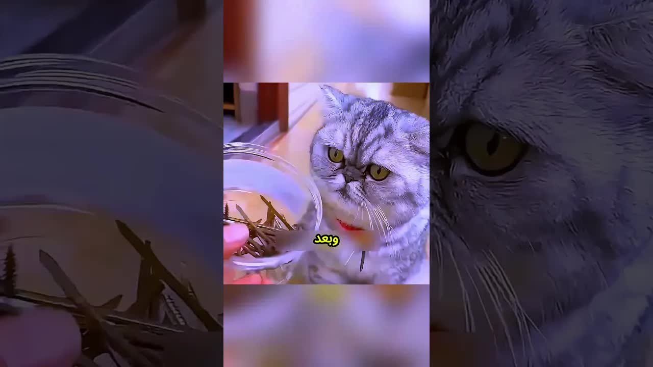 قصة القطة والطوق المغناطيسي العجيب